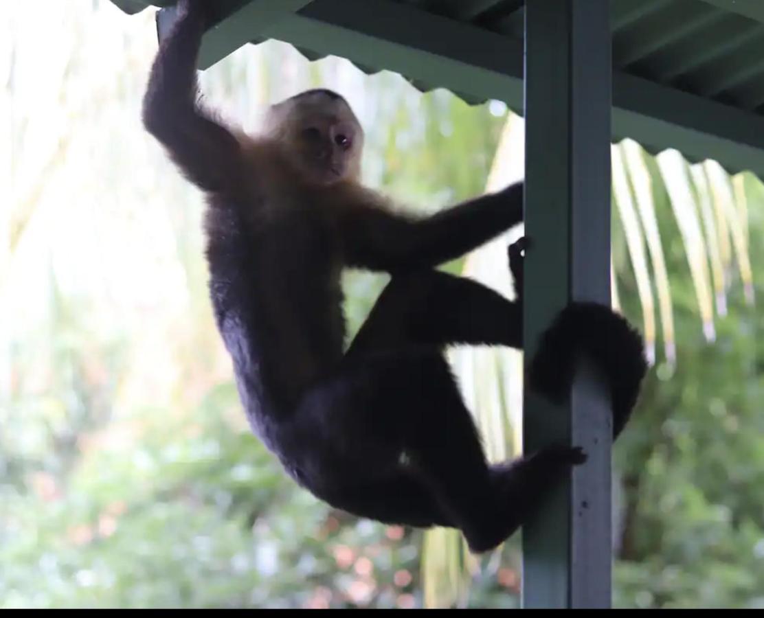 Casa G - Manuel Antonio Oceanview Hotel เกโปส ภายนอก รูปภาพ